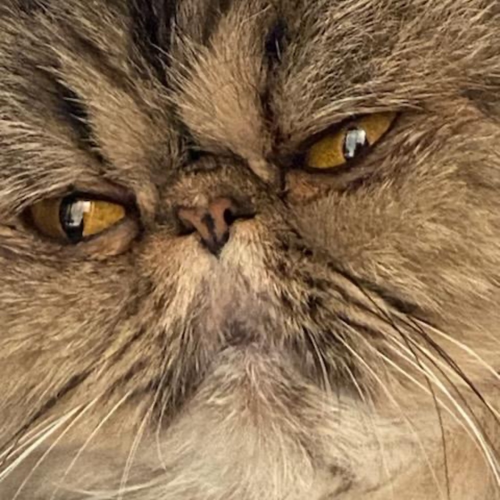 Meet your Posher, Sunnyskies